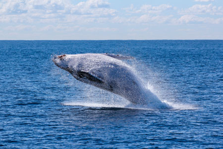 Whale Watching Travel Insurance