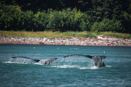 Whale Watching Travel Insurance