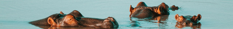 South Africa Safari travel insurance South Africa Safari travel insurance