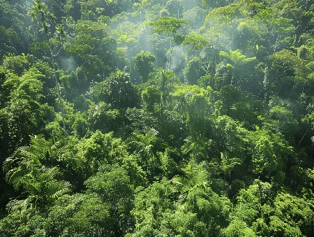 Travel insurance when canopy walking Travel insurance when canopy walking